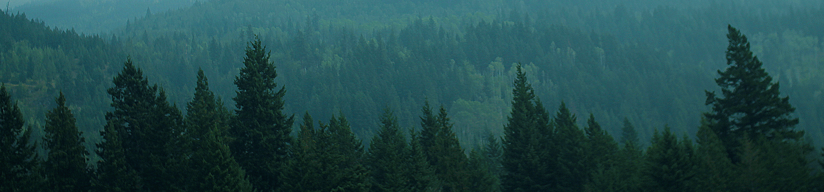 Every order plants a tree